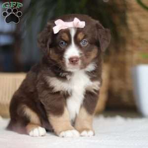 Tulip, Miniature Australian Shepherd Puppy